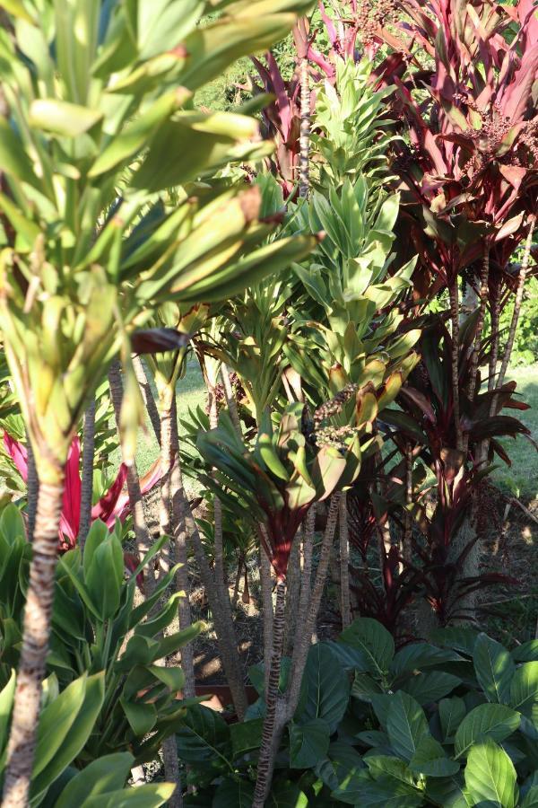 Bed and Breakfast God'S Peace Of Maui Makawao Экстерьер фото